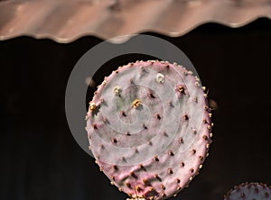 Prickly Pear Cactus leaf