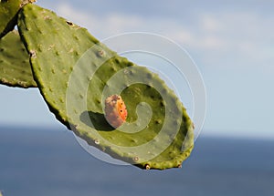 Prickly Pear Cactus leaf and fruit