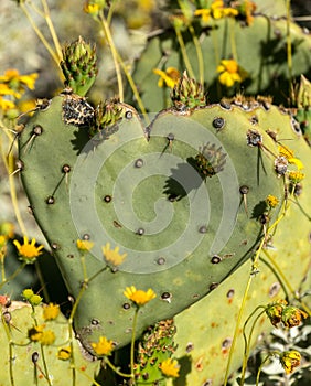 Heart shaped cactus leaf
