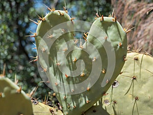 Heart shaped cactus leaf