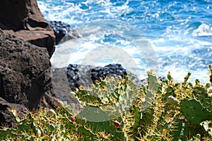 Prickly pear cactus with long spikes in front of an ocean shore.