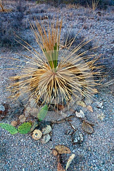 Prickly pear cactus near a small yucca in a rock desert near Santa Elena Canyon
