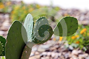 Prickly Pear Cactus