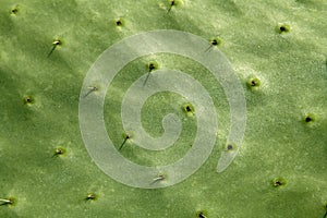 Prickly pear cactus nopal detail photo