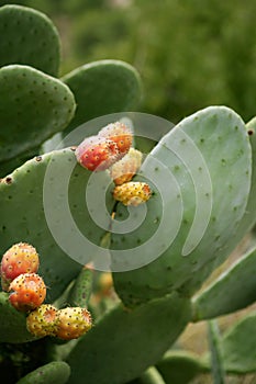 Prickly pear cactus nopal with fruits photo