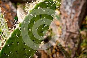 Prickly Pear Cactus(Opun Tia Englemann)