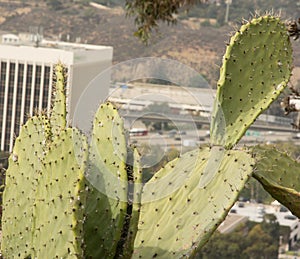 Prickly Pear Cactus(Opun Tia Englemann)