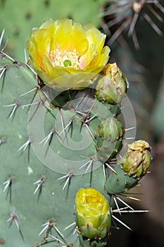Prickly Pear Cactus, Opuntia