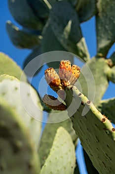 Prickly pear cactus Opuntia against blue sky.
