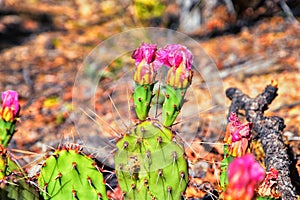 Prickly Pear Cactus Opuntia Cactaceae blooming with fruits and pink flowers outdoor in the desert around Escalante Utah.