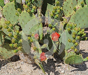 Prickly Pear Cactus Opuntia Cactaceae blooming in Glendale, Maricopa County, Arizona USA