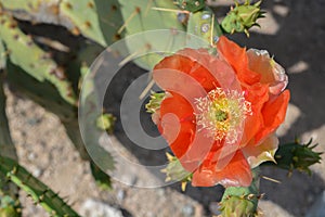 Prickly Pear Cactus Opuntia Cactaceae blooming in Glendale, Maricopa County, Arizona USA