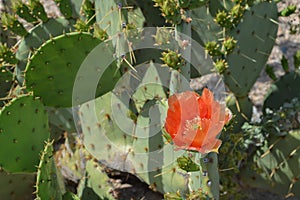 Prickly Pear Cactus Opuntia Cactaceae blooming in Glendale, Maricopa County, Arizona USA