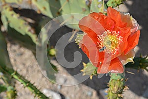 Prickly Pear Cactus Opuntia Cactaceae blooming in Glendale, Maricopa County, Arizona USA