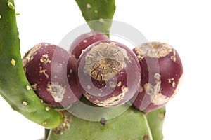 Prickly pear cactus ( Opuntia ficus-indica )