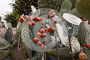 Prickly pear cactus Opuntia ficus-indica, also known as Indian fig opuntia, barbary fig, cactus pear, spineless cactus with