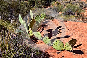 Prickly pear cactus, Opuntia ficus-indica, Cliffs National Conservation Area Wilderness, Snow Canyon State Park Saddleback Tuacahn