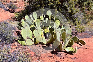 Prickly pear cactus, Opuntia ficus-indica, Cliffs National Conservation Area Wilderness, Snow Canyon State Park Saddleback Tuacahn photo