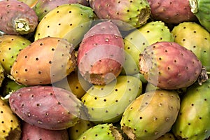 Prickly pear cactus Opuntia ficus-indica box photo