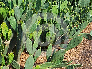 Prickly pear cactus, Opuntia ficus-indica, Meditteranean cactus