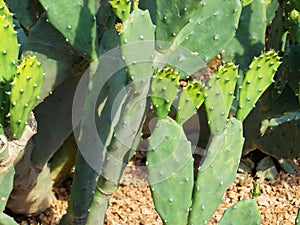 Prickly pear cactus Opuntia ficus-indica, Meditteranean cactus, with flower buds.