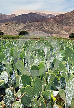 Prickly Pear Cactus or Opuntia field near Nasca town