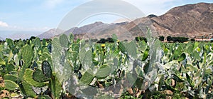 Prickly Pear Cactus or Opuntia field near Nasca town