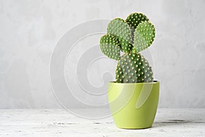 Prickly pear cactus opuntia in a green pot on a white table.
