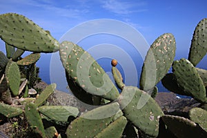 Prickly Pear Cactus - Opuntia - on La Gomera. Canary Islands