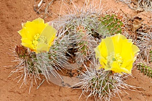 Prickly pear cactus (Opuntia polyacantha)