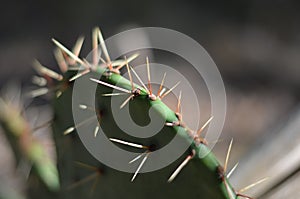 Prickly Pear Cactus (Opuntia polyacantha) Needle Macro