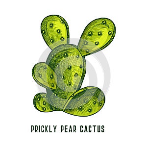 Prickly pear cactus or opuntia, vector sketch.