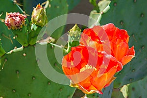 Prickly Pear Cactus Orange Flowers and Buds