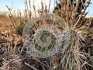 Prickly Pear Cactus and Other Desert Vegetation Close up at Sunset