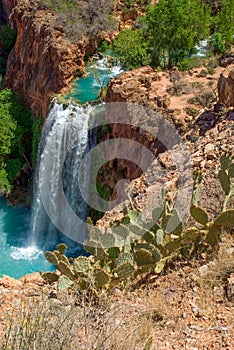 Prickly Pear Cactus in Overlooking Havasu Falls