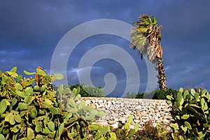 Prickly pear cactus and palm tree near a stone wall against cloudy sky.