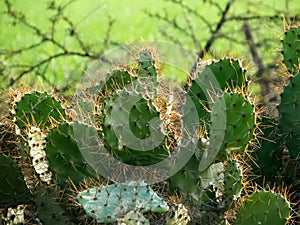 Prickly pear Cactus plant.