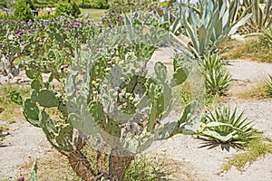 Prickly pear cactus plant in a desert garden