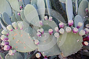 Prickly pear cactus plant in September, half ripe fruit, infestation of grana cochinilla or cochineal photo