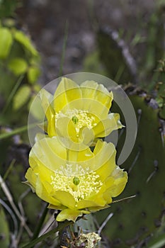 Prickly Pear Cactus Plant and Yellow Blossoms