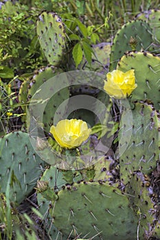 Prickly Pear Cactus Plant and Yellow Blossoms