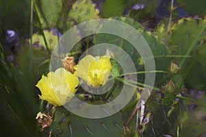 Prickly Pear Cactus Plant and Yellow Blossoms Digitally Painted