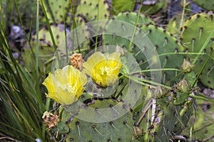 Prickly Pear Cactus Plant and Yellow Blossoms