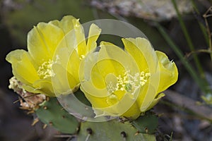 Prickly Pear Cactus Plant and Yellow Blossoms