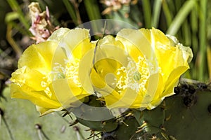 Prickly Pear Cactus Plant and Yellow Blossoms