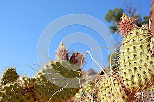 Prickly Pear Cactus Plants