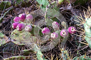 Prickly pear cactus with purple fruits, Opuntia