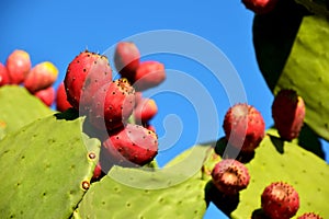 Prickly pear cactus with red fruits