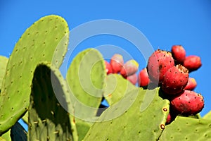 Prickly pear cactus with red fruits