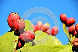 Prickly pear cactus with red fruits